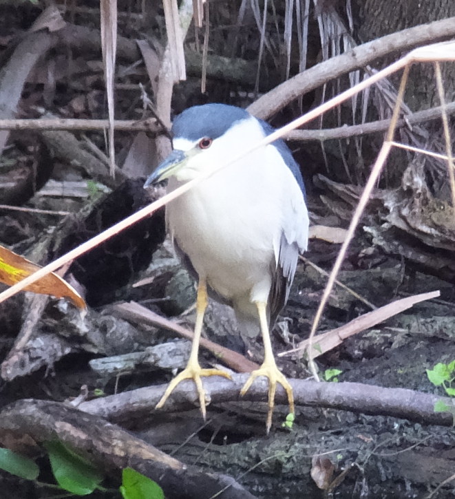 Mature black-crowned night-heron