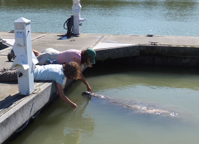 Norma and Carmen petting manatee