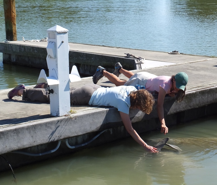 Norma and Carmen rubbing a manatee's belly
