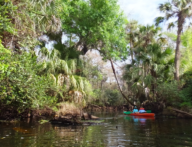 Norma and Carmen kayaking past palm-lined shores