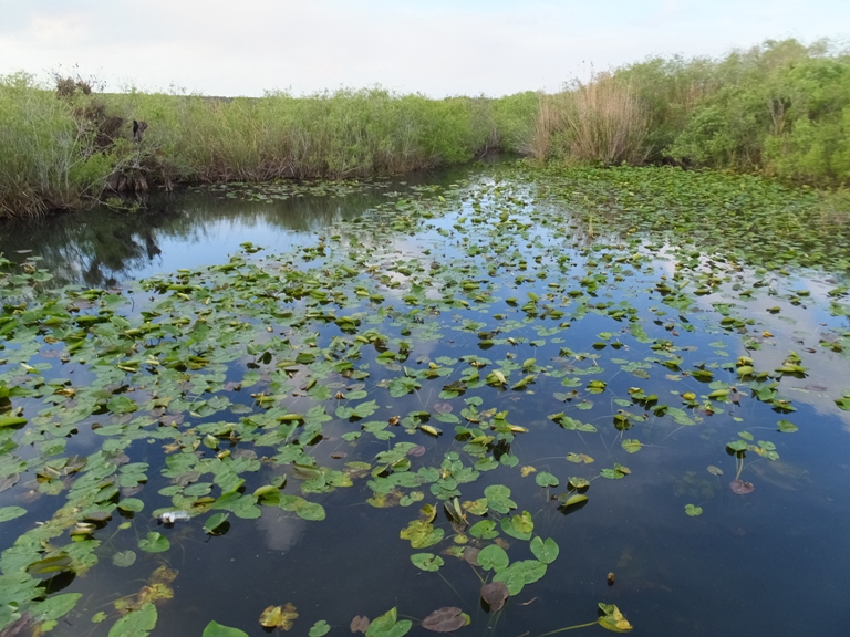 Peaceful pond