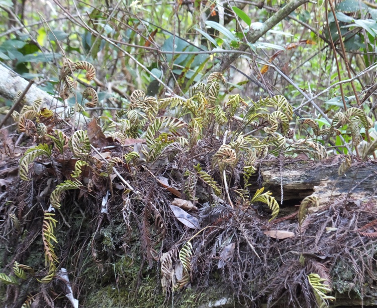 Resurrection fern