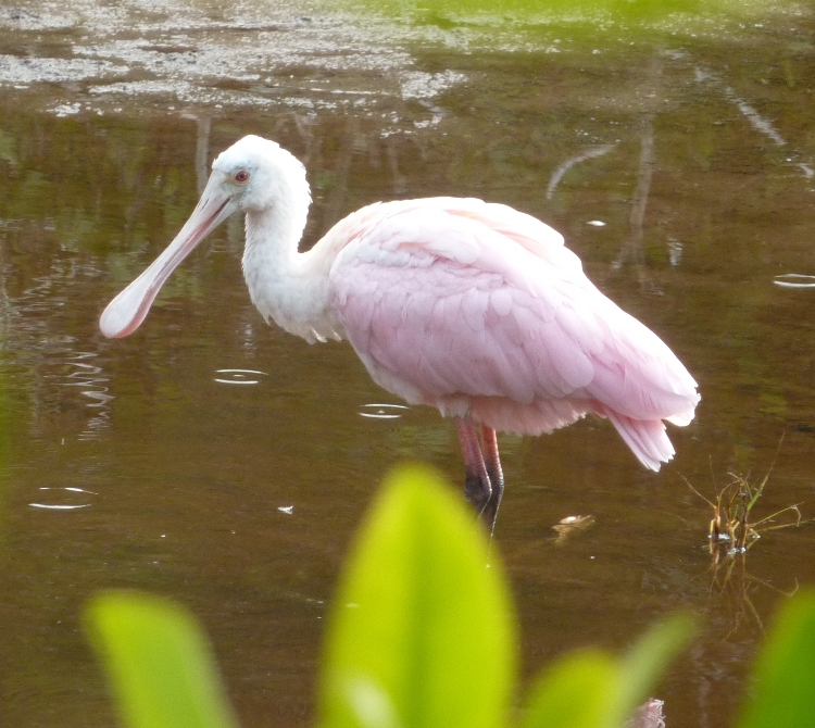 Roseate spoonbill standing in shallow water