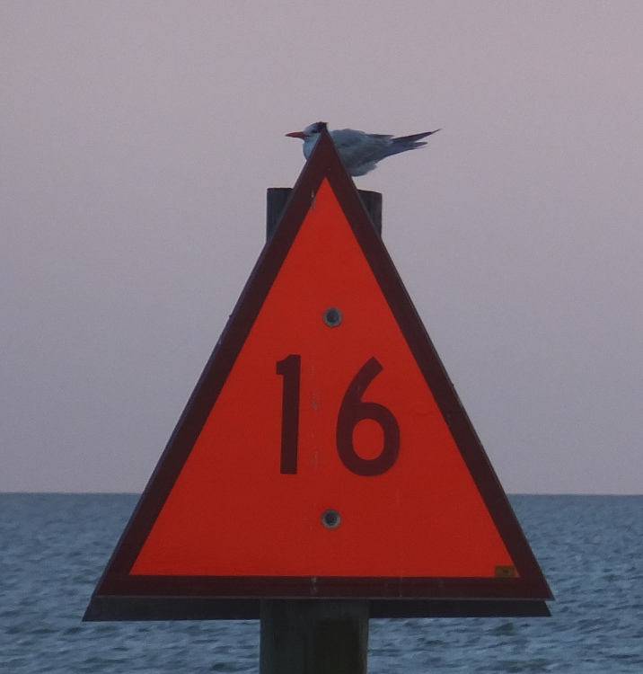 Royal tern on pile behind red channel marker