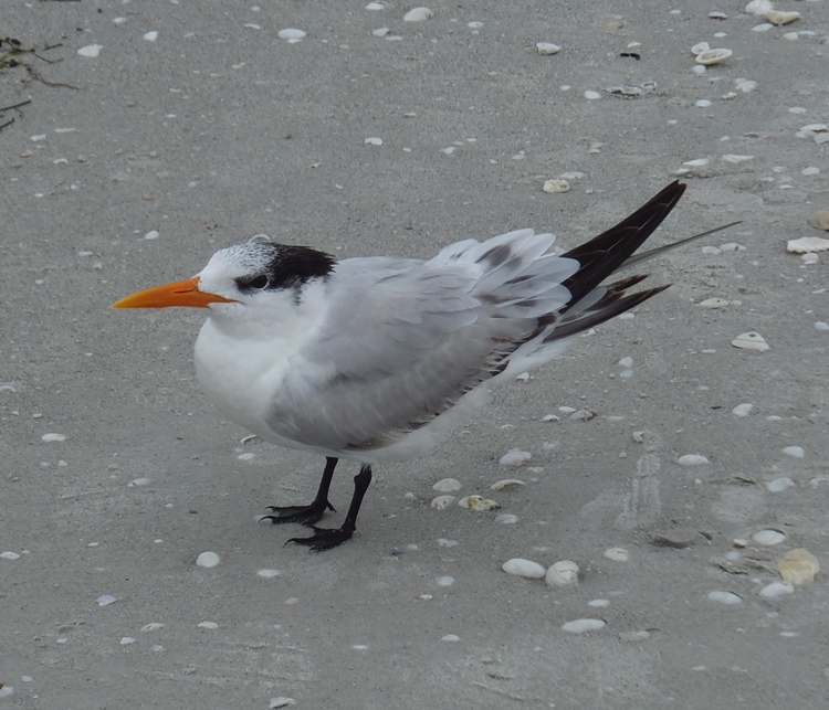 Single royal tern on beach