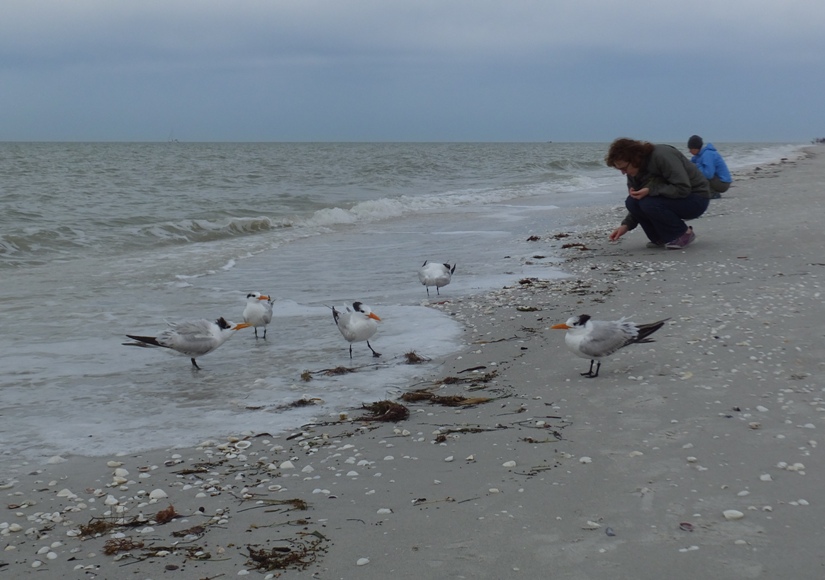 Norma and royal terns