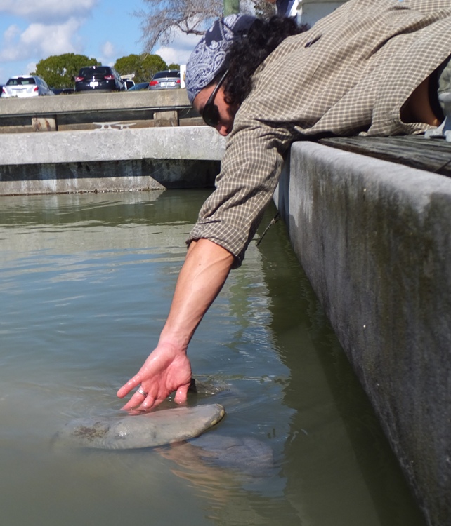 Me petting manatee; if you look closely, you can see three stubby toenails on its fin