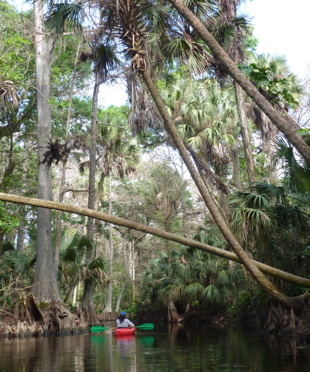 Me paddling past some fallen palm trees