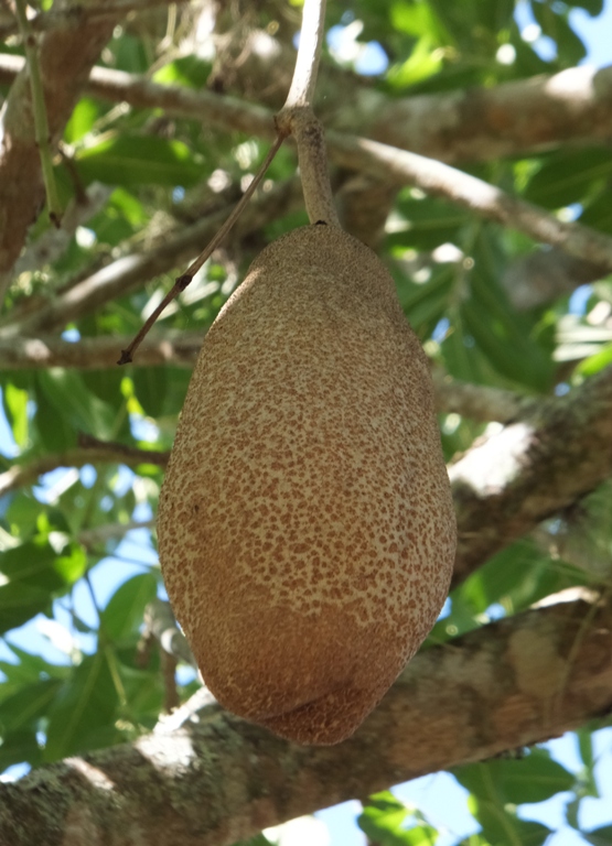 Fruit of sausage tree