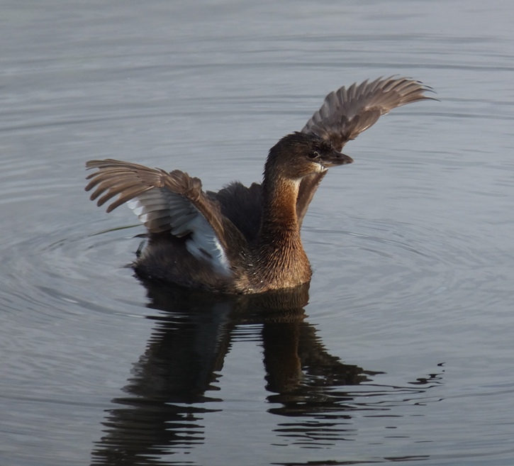 Small bird with wings raised, floating on water