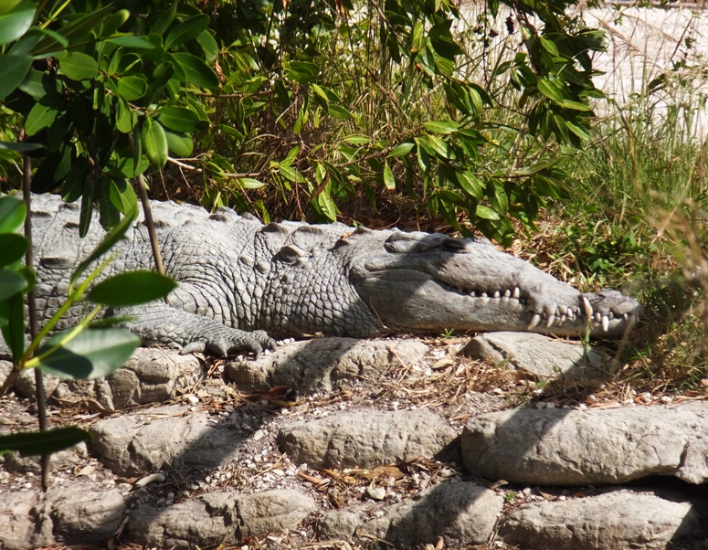 Profile view of small croc