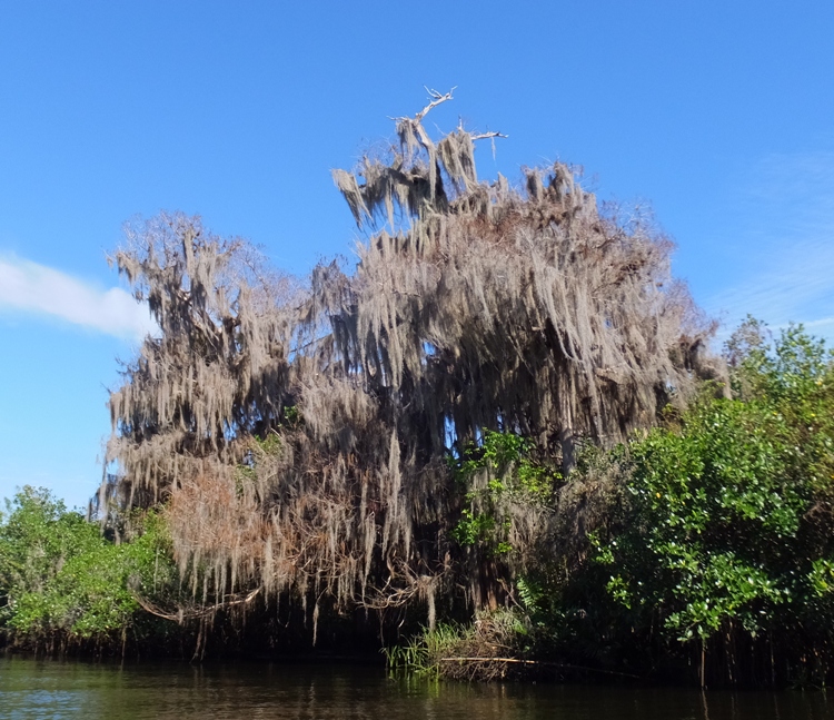 Large tree draped in Spanish Moss