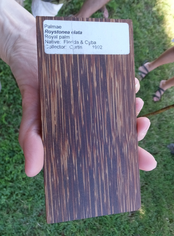 Stained royal palm wood