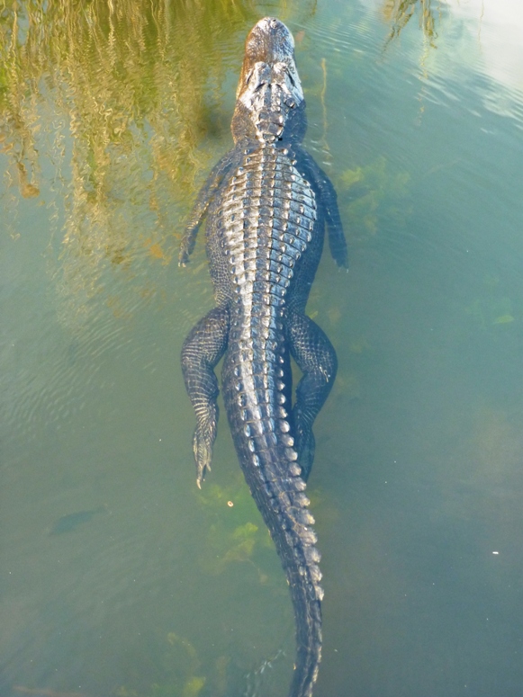 Rear view of me paddling over the dam