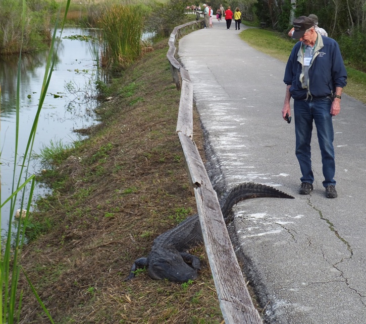 Guy just a few inches from alligator's tail