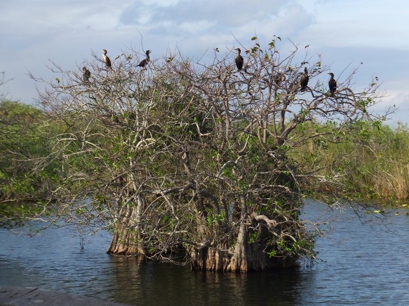 Close-up of anhingas in trees