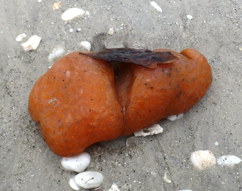 Orange turnicate on beach