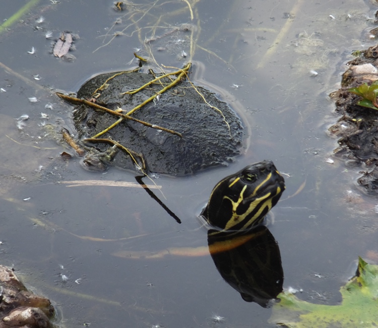 Turtle in water