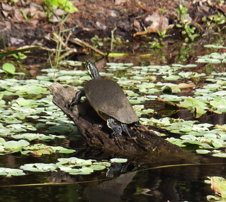 Turtle perched on log, surrounded by water