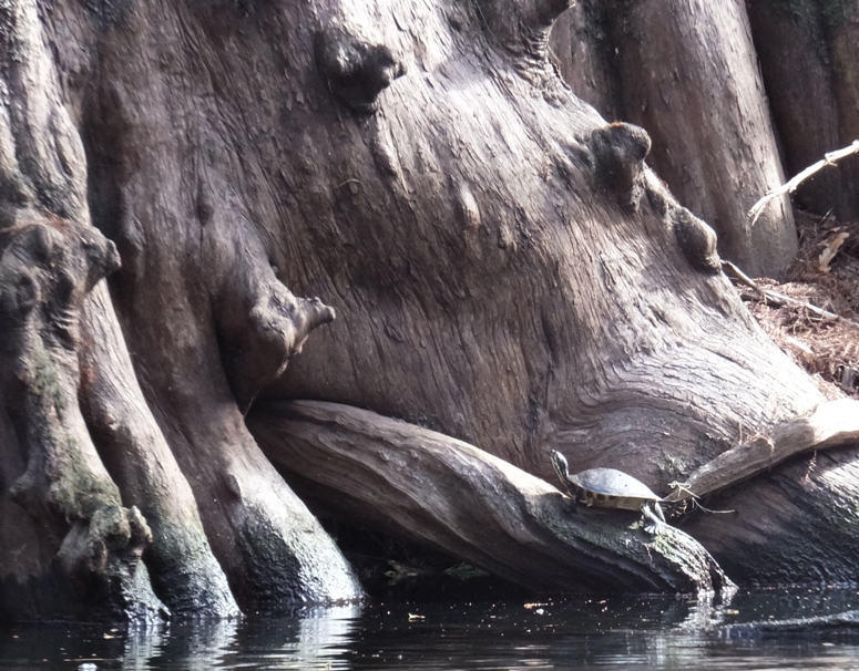 Turtle on root of big tree