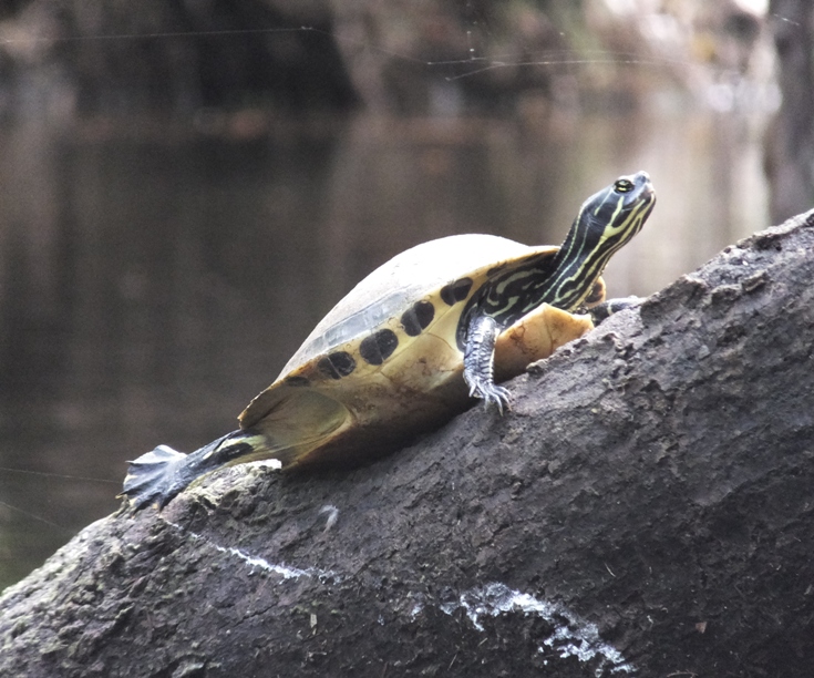 Turtle on log with back leg in air