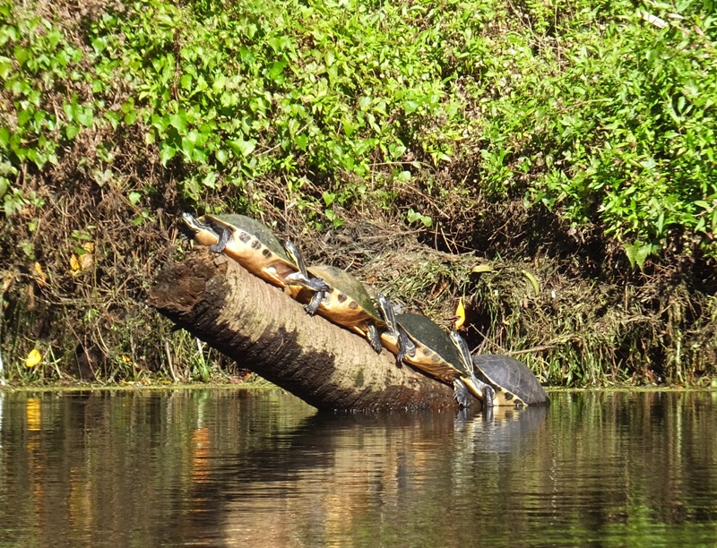 Four turtles on angled log