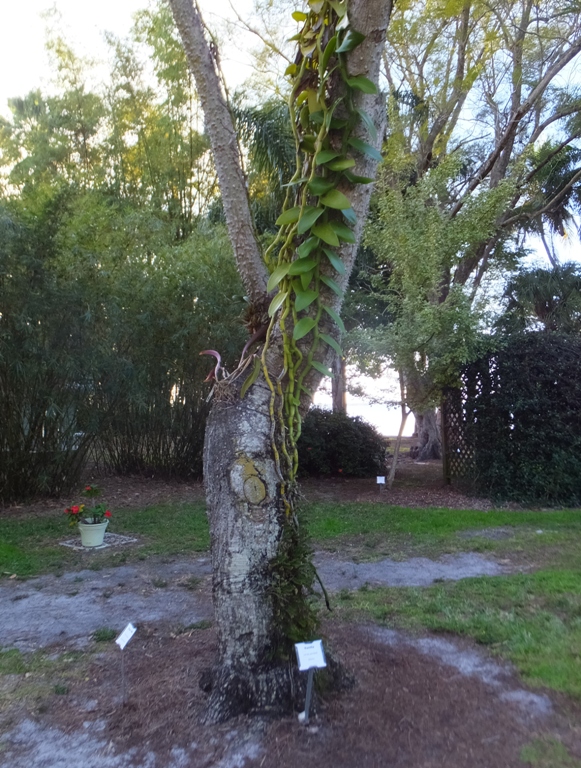 Vanilla growing up tree