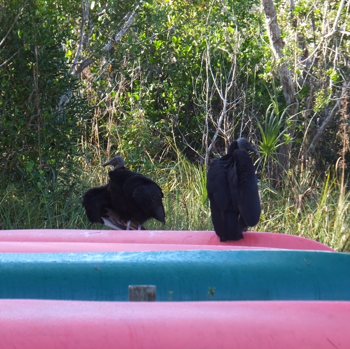 Two black vultures on canoes