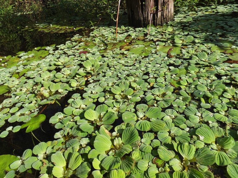 Plants floating on the water