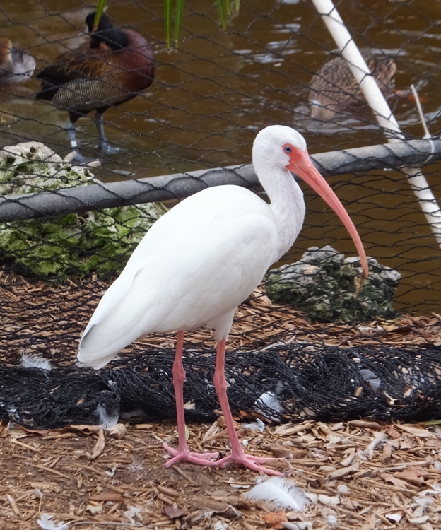 White ibis standing