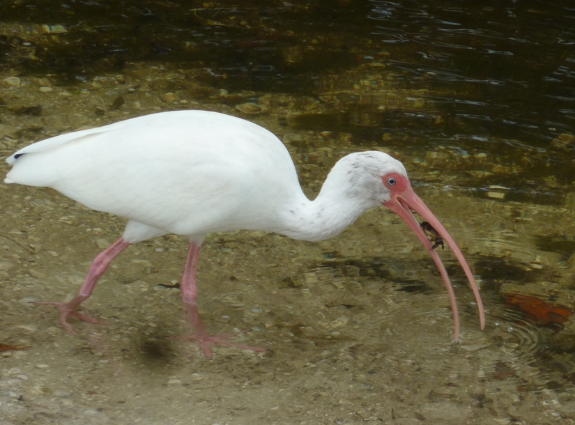White ibis with crab in its mouth
