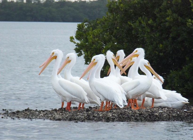Several white pelicans