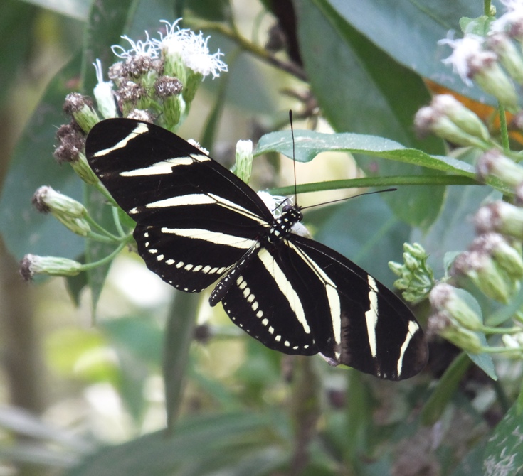 Zebra longwing butterfly