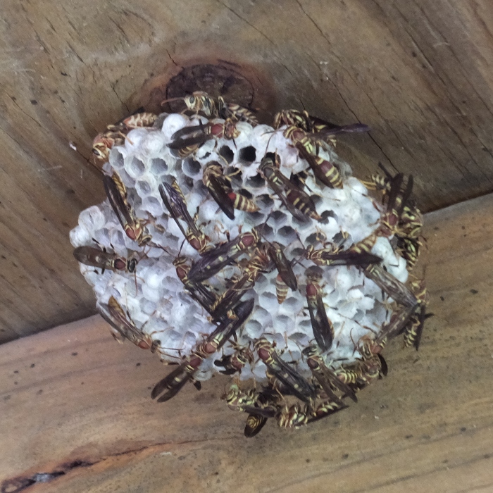 Wasp nest