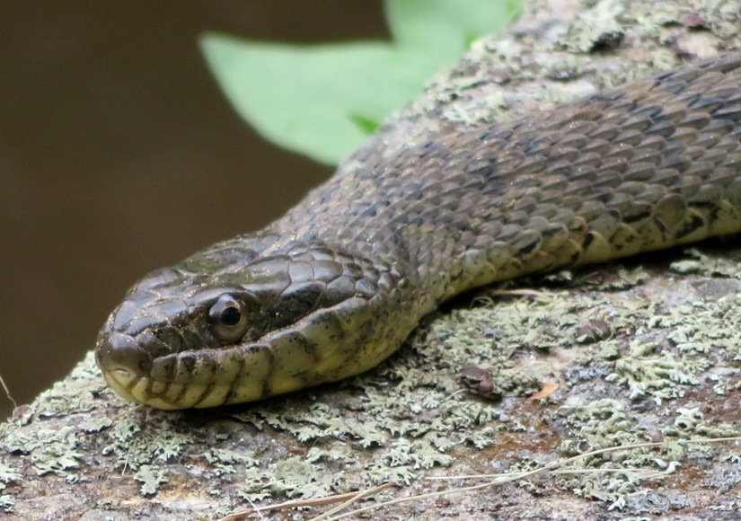Closeup of same snake