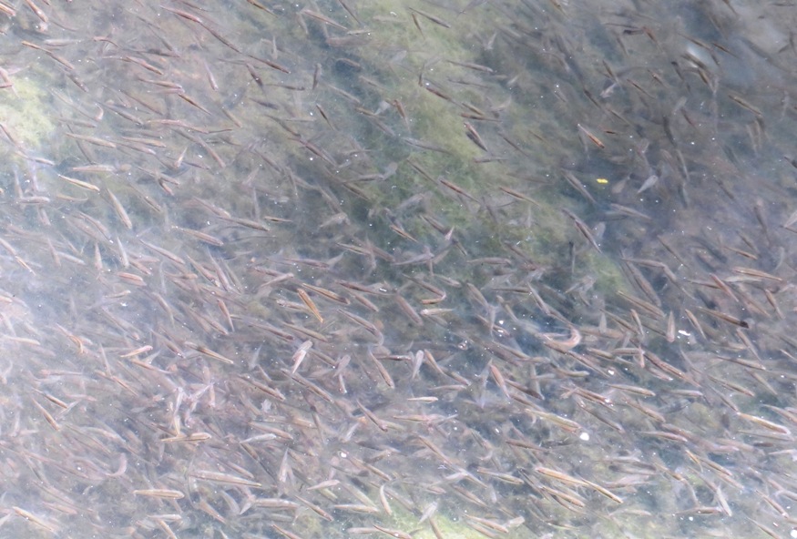Hundreds of small fish in Cedar Creek