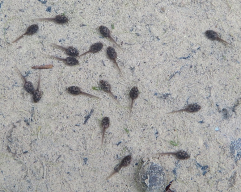Polliwogs in Cedar Creek
