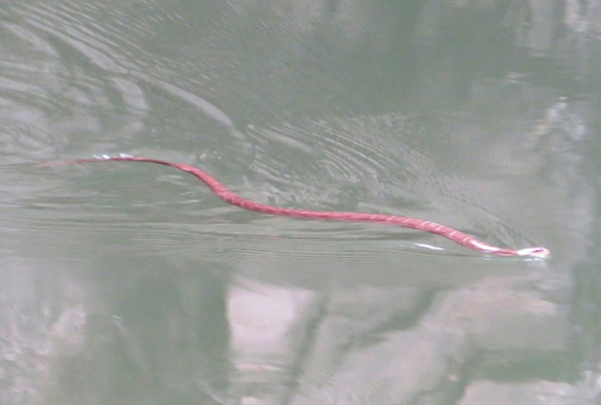 Snake swimming