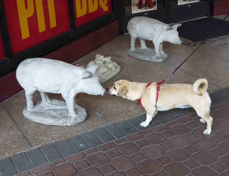 Daphne sniffing a pig statue
