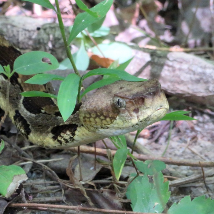 Close-up of eastern diamondback rattlesnake