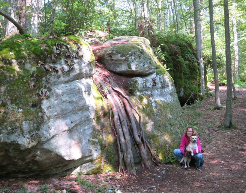Boulder with tree root growing up one side