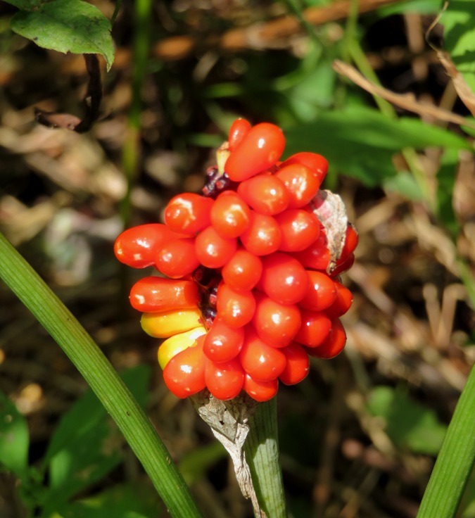 Jack-in-the-pulpit