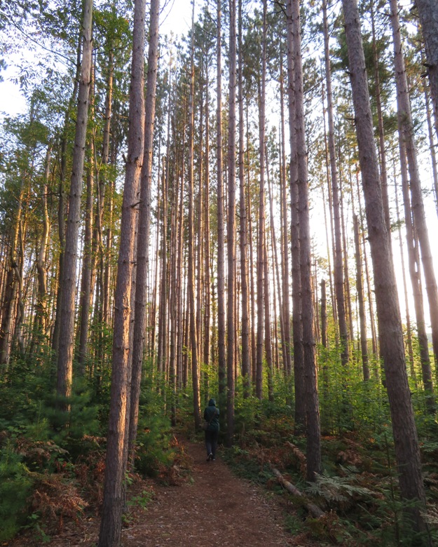 Illuminated pine trees with Norma walking beneath