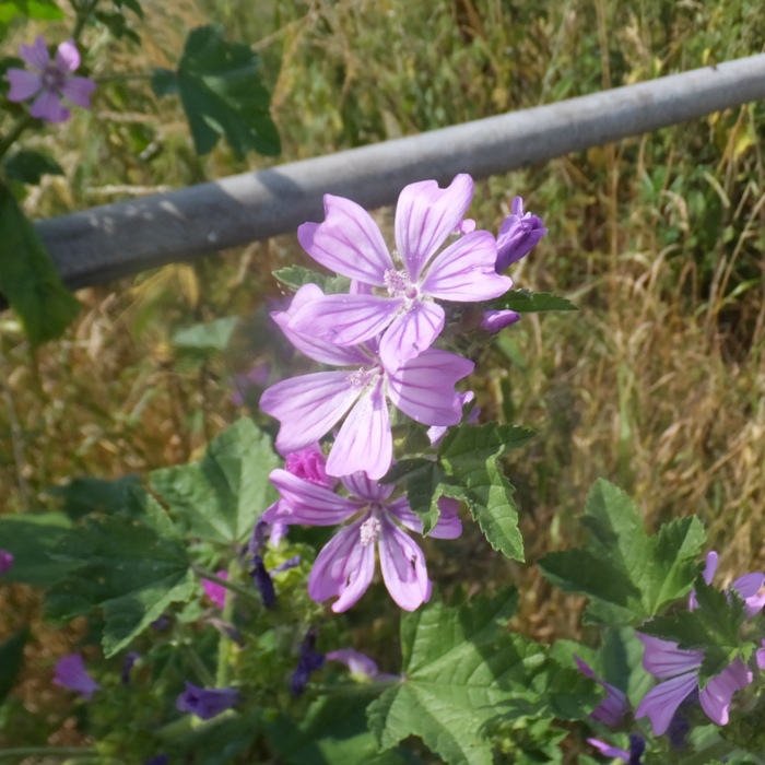 Pink flowers with stripes