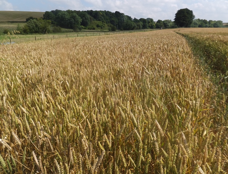 Farmer's field of grain