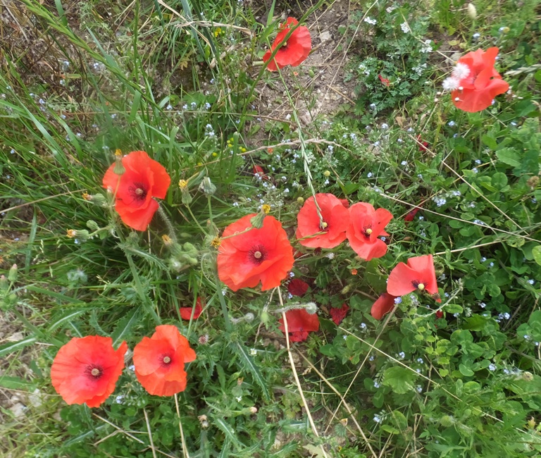 Buddy poppies, the VFW flower