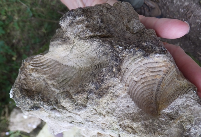 Possible brachiopod fossils