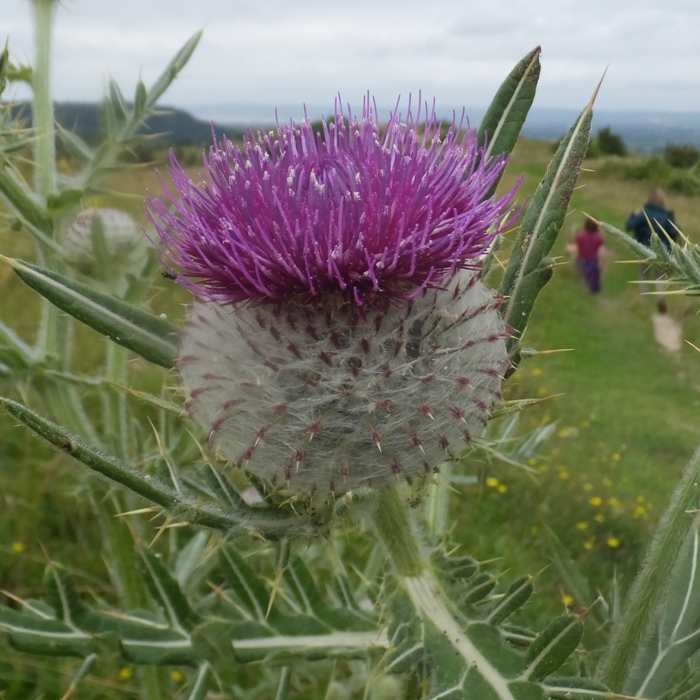 Thorny purple thistle flower