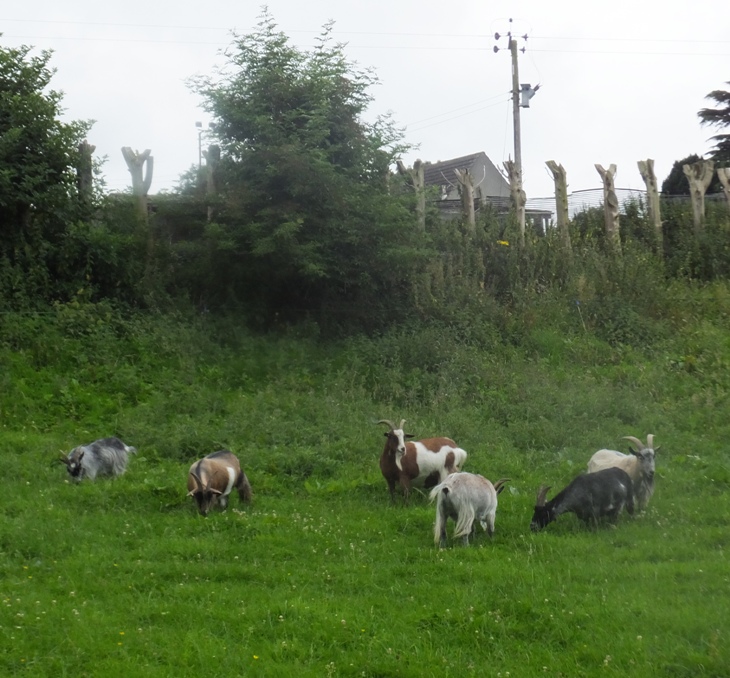 Goats
