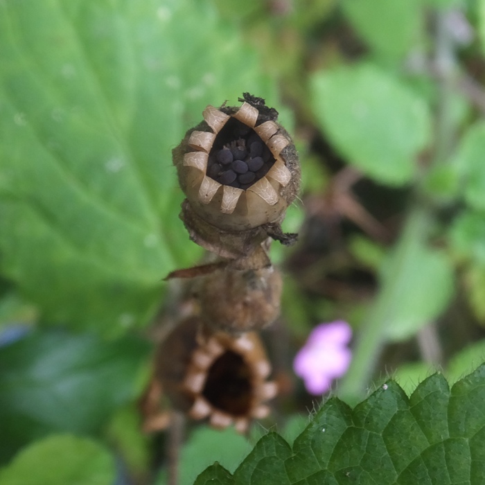 Black seeds in pod